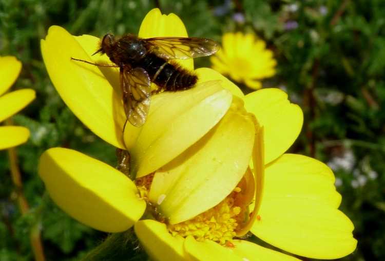 Synema globosum